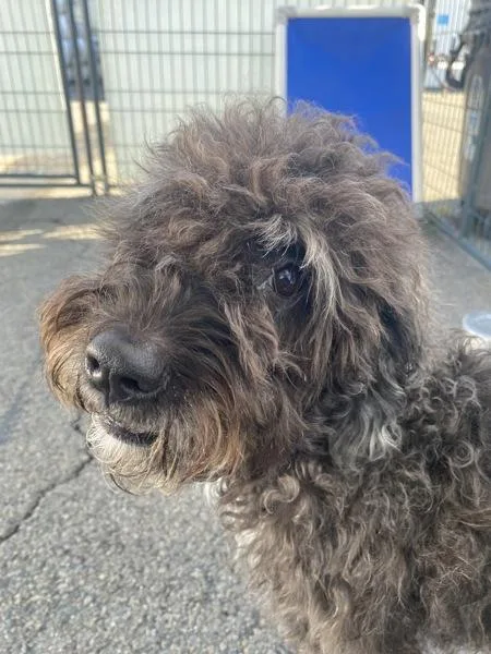 An adult medium-sized female Labrador Retriever dog named Mylie for adoption in Oceanside, CA