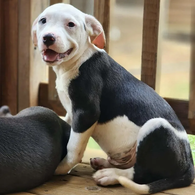 A baby medium-sized male White / Cream Mixed Breed dog named Dapper Dan for adoption in Hopkinton, MA