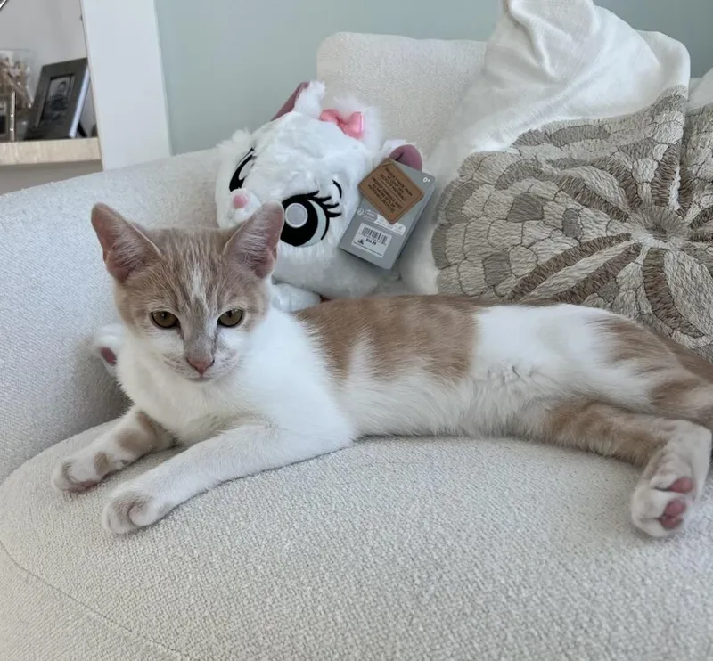 Lucky Ducky thumbnail 2