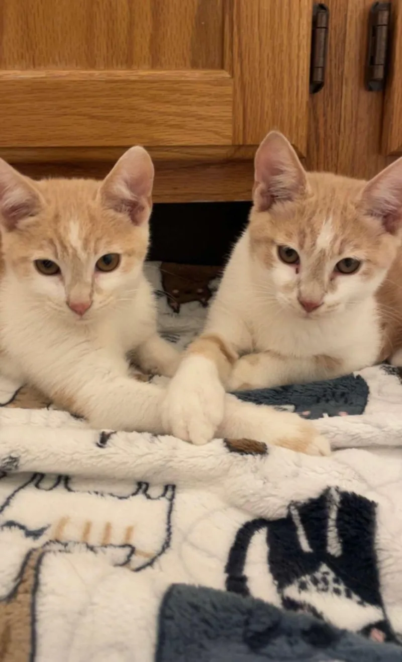 Lucky Ducky thumbnail 4