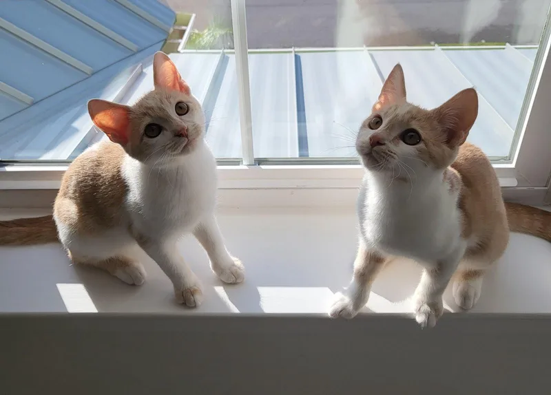 Lucky Ducky thumbnail 5