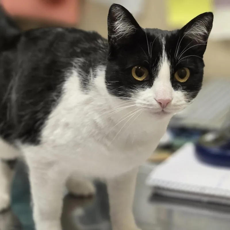 An adult large-sized female Black Domestic Short Hair cat named Moxie for adoption in Wickenburg, AZ