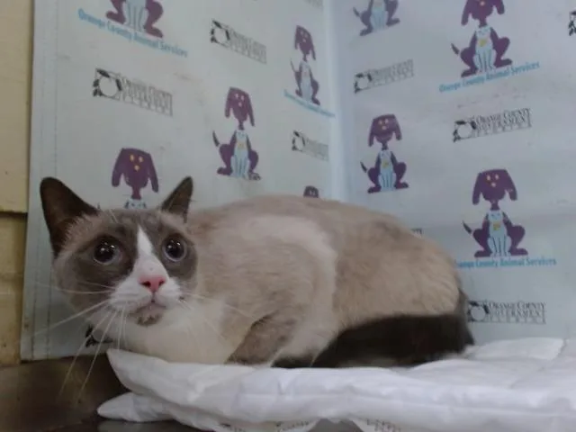 An adult small-sized male Siamese cat named Snowflake for adoption in Orlando, FL