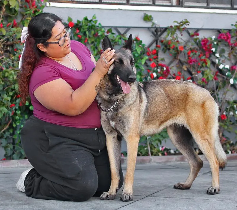 A young large-sized female Sable German Shepherd Dog dog named Nika Von Neumark for adoption in Los Angeles, CA