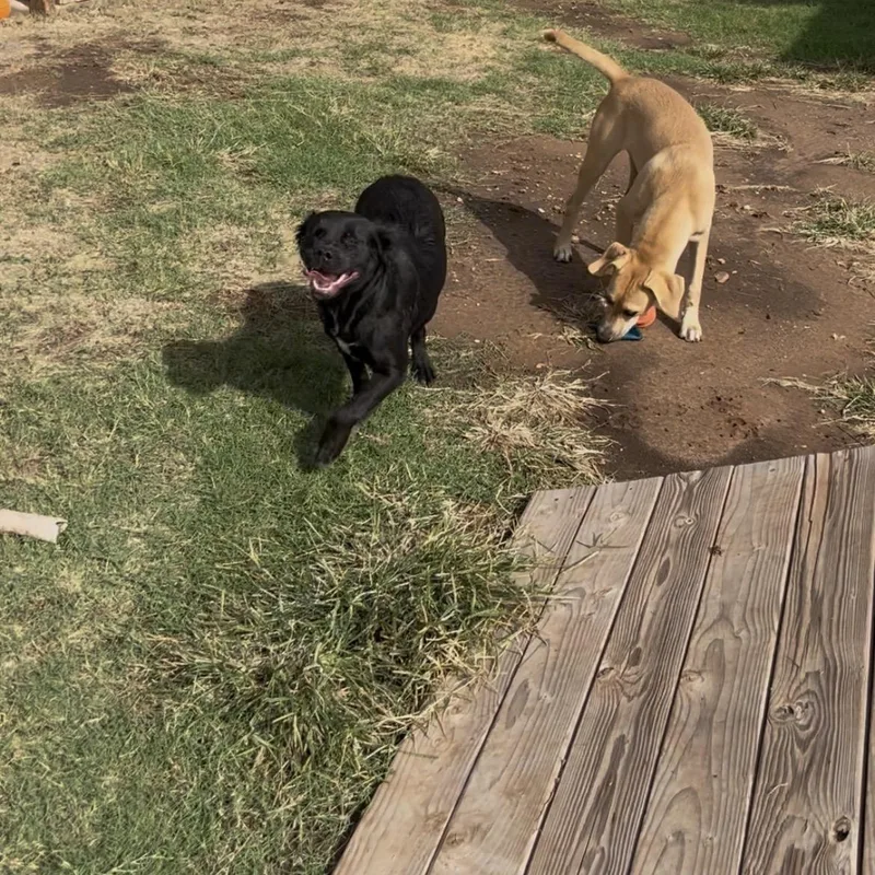 An adult large-sized female Black Flat-Coated Retriever dog named Blackie for adoption in Cordell, OK