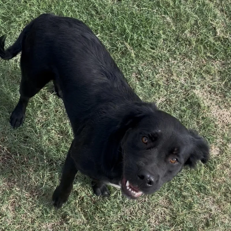 Blackie thumbnail 2