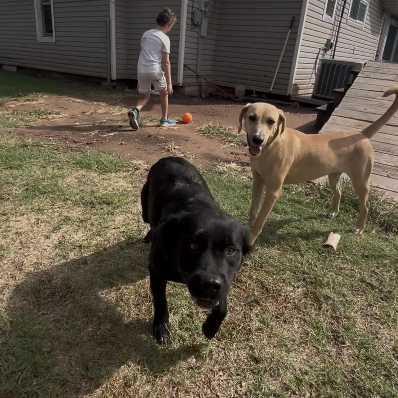 Blackie thumbnail 3
