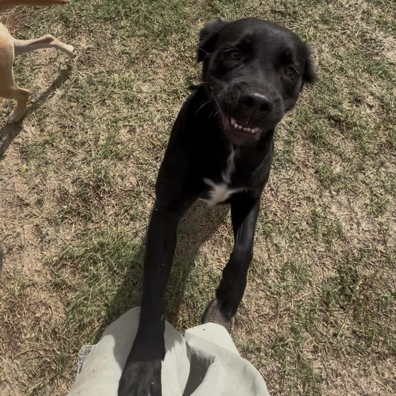 Blackie thumbnail 4