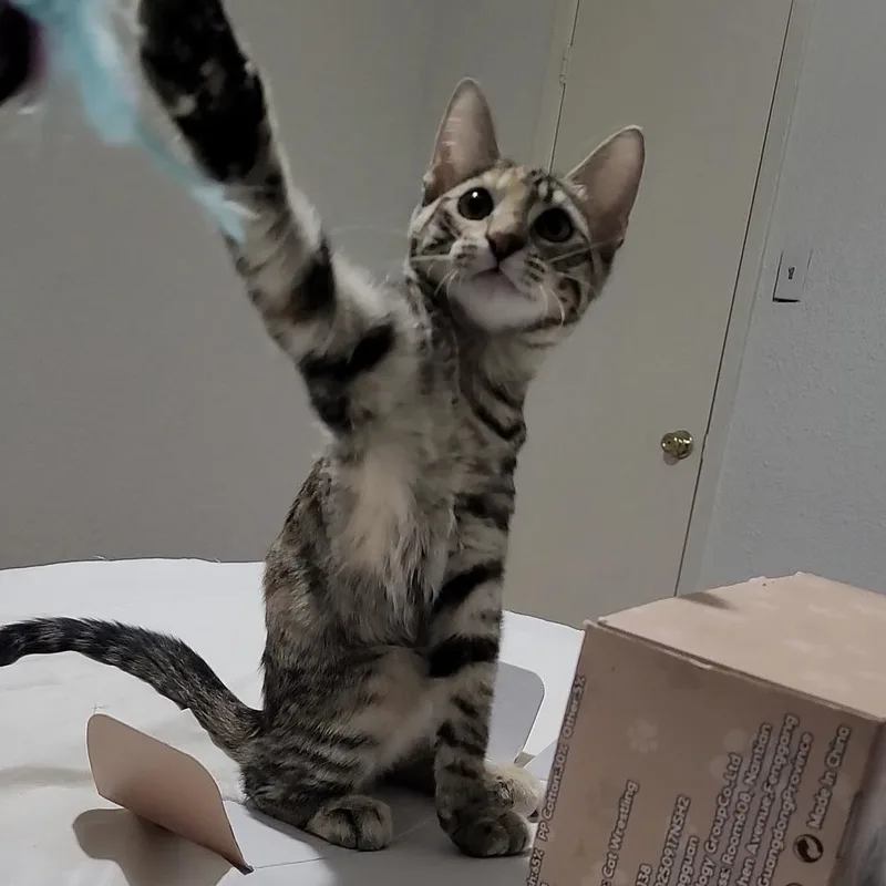 A baby small-sized female Tabby (Orange / Red) Domestic Short Hair cat named Rosie for adoption in Liverpool, TX