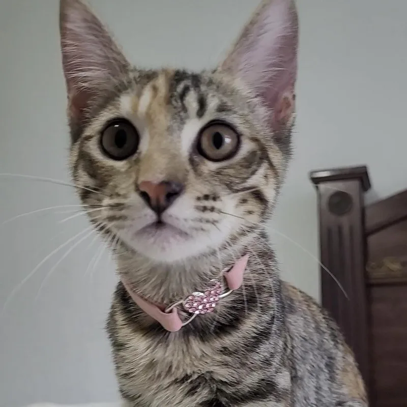Rosie thumbnail 3