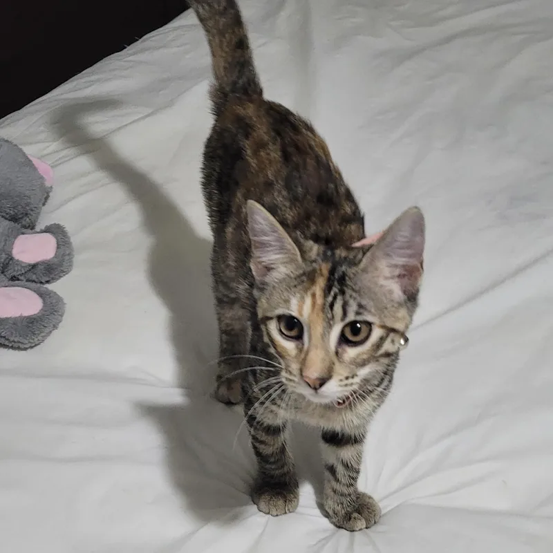 Rosie thumbnail 5
