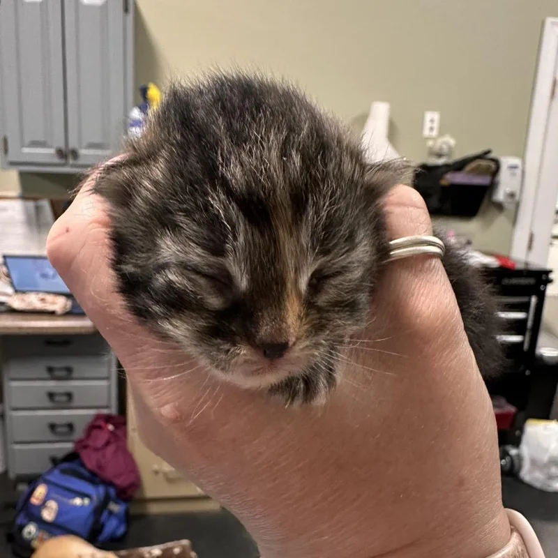 A baby small-sized female Torbie Domestic Short Hair cat named Chartreuse for adoption in Enfield, NH