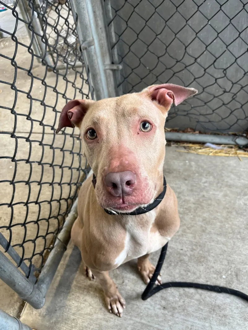 An adult medium-sized female Brown / Chocolate Pit Bull Terrier dog named Rubina for adoption in Chicago, IL