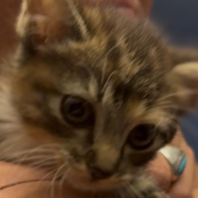 A baby small-sized female Brown / Chocolate Domestic Short Hair cat named Mary for adoption in Midland, TX