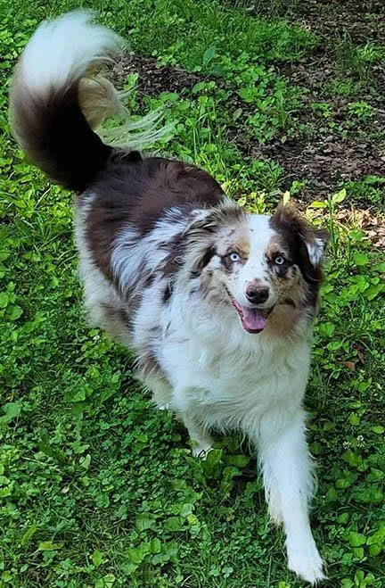 An adult medium-sized female Australian Shepherd dog named CoCo Bean for adoption in Bloomington, IN