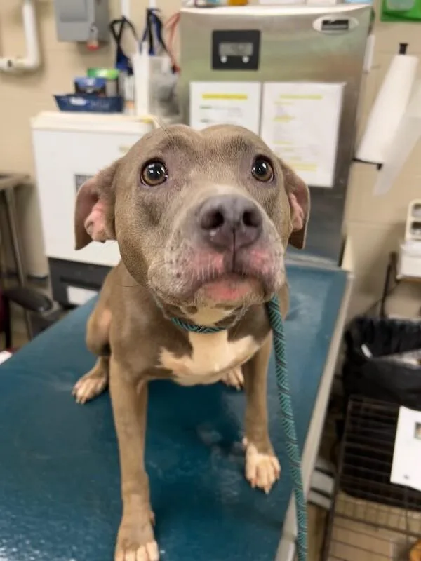 An adult medium-sized female Gray / Blue / Silver American Bulldog dog named Cass for adoption in Mobile, AL
