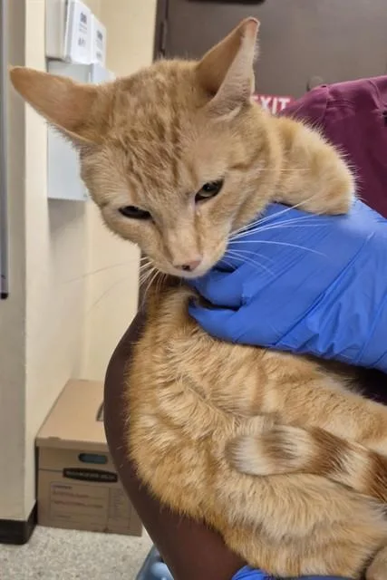 An adult small-sized male Domestic Short Hair cat named Punky for adoption in Lodi, CA