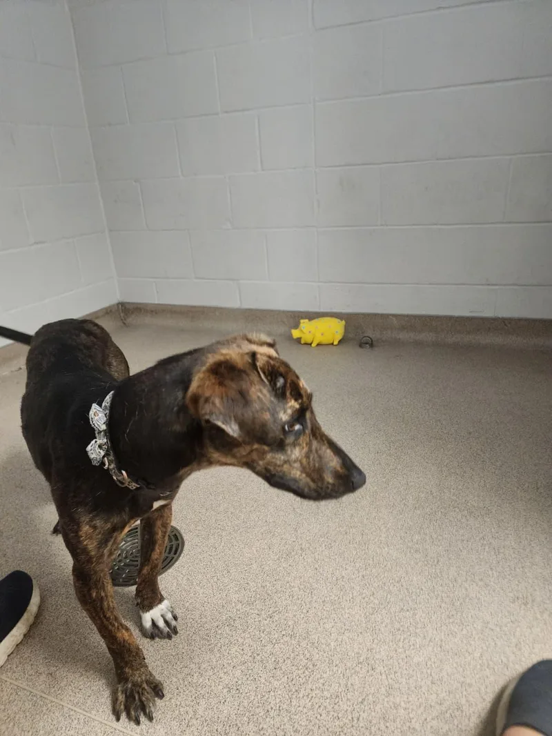 A young medium-sized female Tricolor (Brown, Black, & White) Terrier dog named Gladys for adoption in Slidell, LA