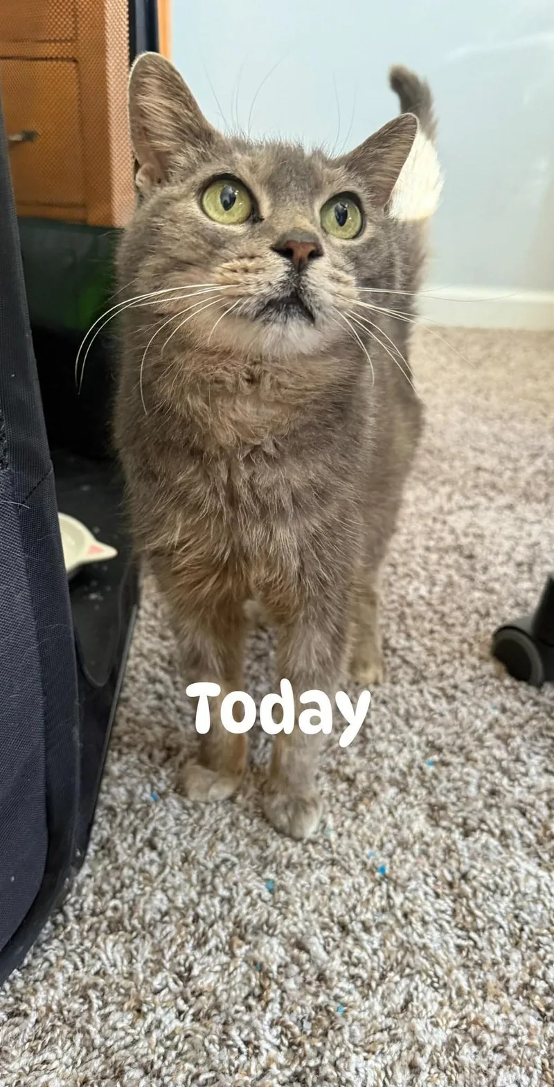 Miss Bee thumbnail 2