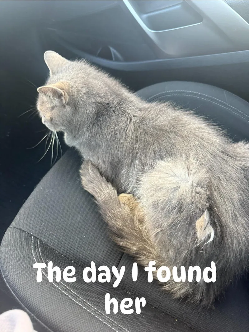 Miss Bee thumbnail 3