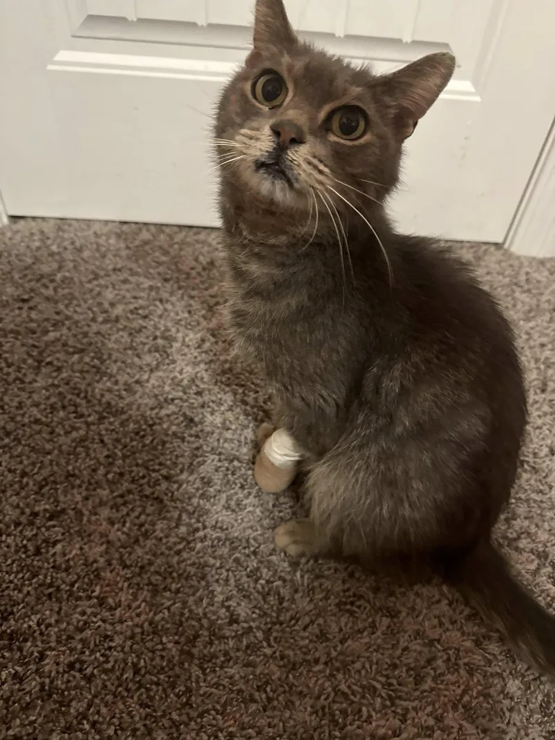 Miss Bee thumbnail 4