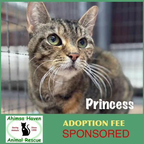 An adult medium-sized female Domestic Short Hair cat named Princess for adoption in Winchendon, MA