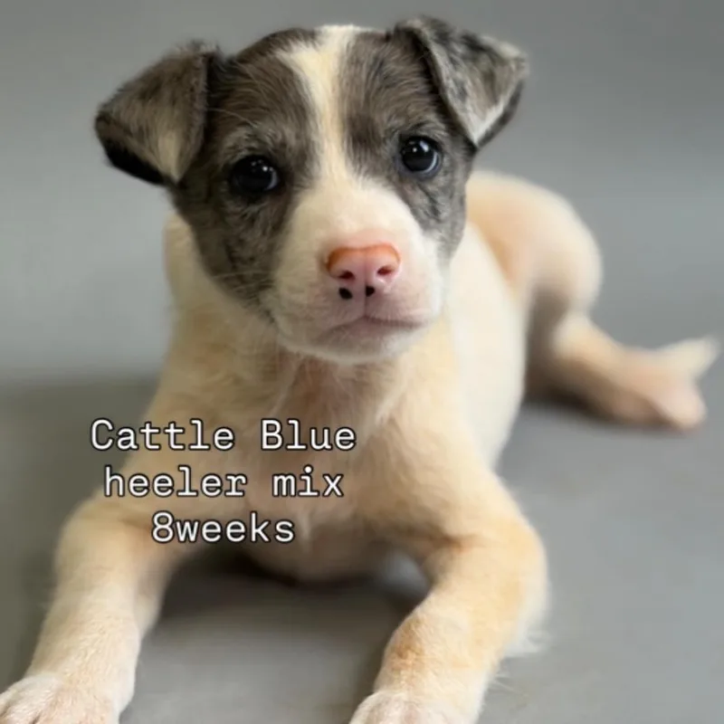 A baby medium-sized male Australian Cattle Dog / Blue Heeler dog named Maui for adoption in Bronx, NY