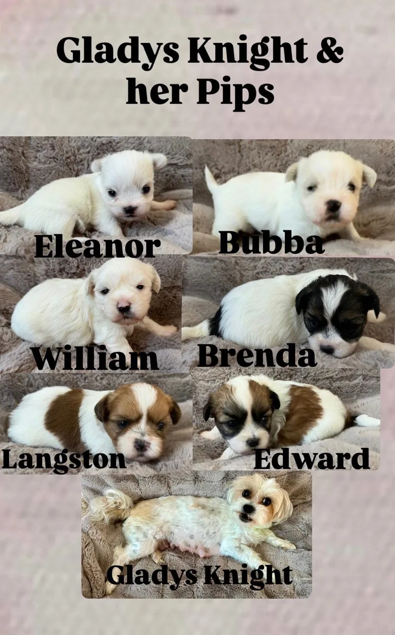 A baby small-sized male Shih Tzu dog named Bubba for adoption in Whitehall, PA