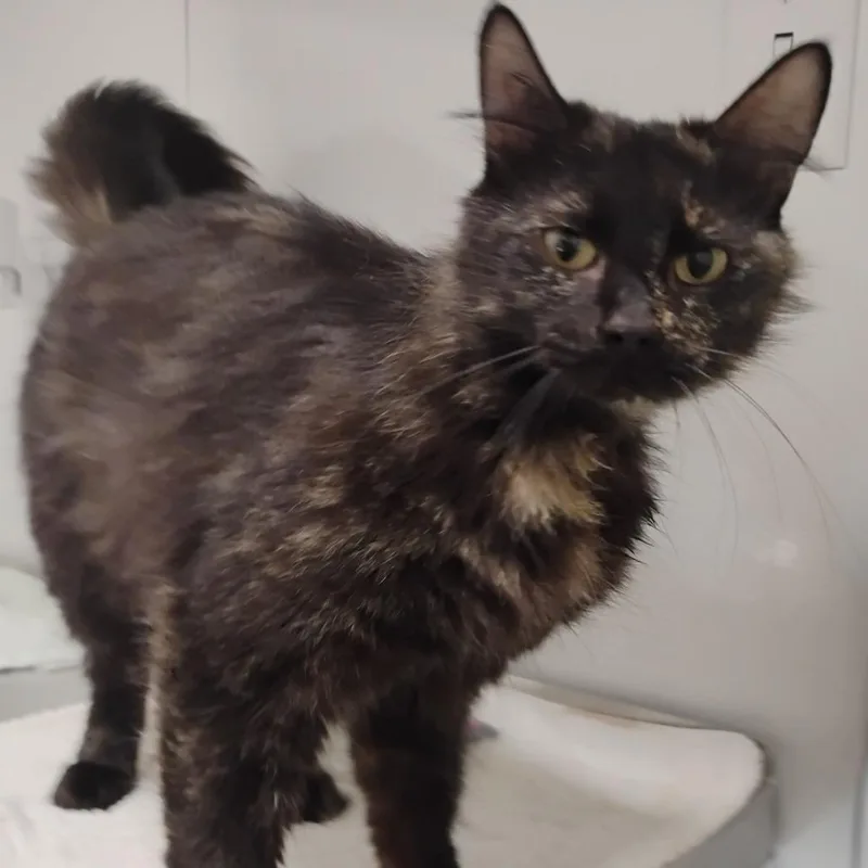 An adult medium-sized female Tortoiseshell Domestic Long Hair cat named Summer for adoption in Bentonville, AR