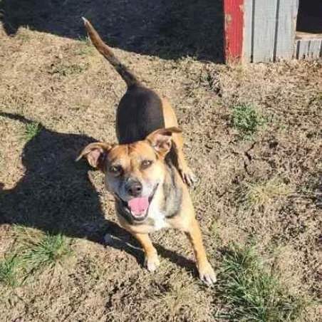 An adult medium-sized female Tricolor (Brown, Black, & White) Cardigan Welsh Corgi dog named Melly for adoption in Justin, TX