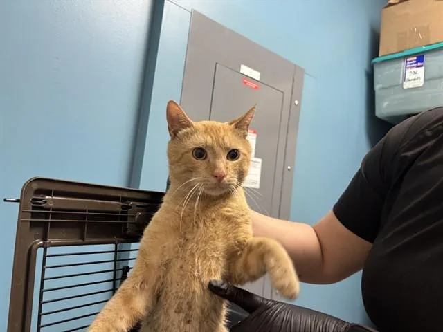 An adult medium-sized male Domestic Short Hair cat named Creamsicle for adoption in Garland, TX
