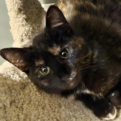 A baby medium-sized female Domestic Short Hair cat named Junebug for adoption in Verona, WI