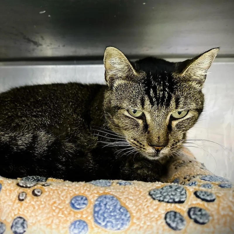 Kiki Dee thumbnail 2