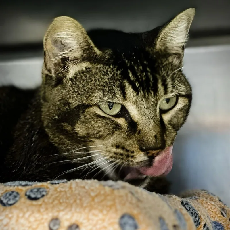 Kiki Dee thumbnail 3