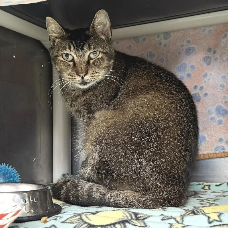 Kiki Dee thumbnail 4