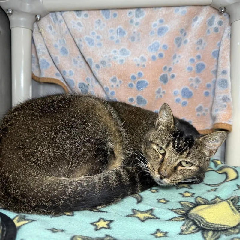 Kiki Dee thumbnail 5