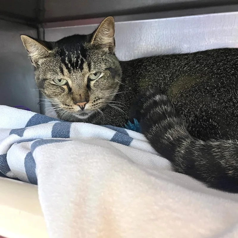 Kiki Dee thumbnail 6