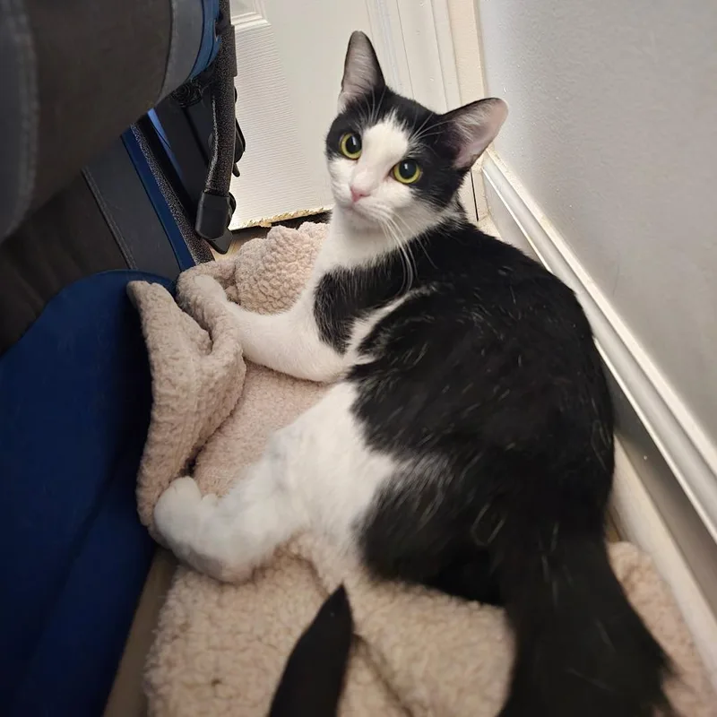 An adult large-sized female Domestic Short Hair cat named Stormy for adoption in Marietta, GA