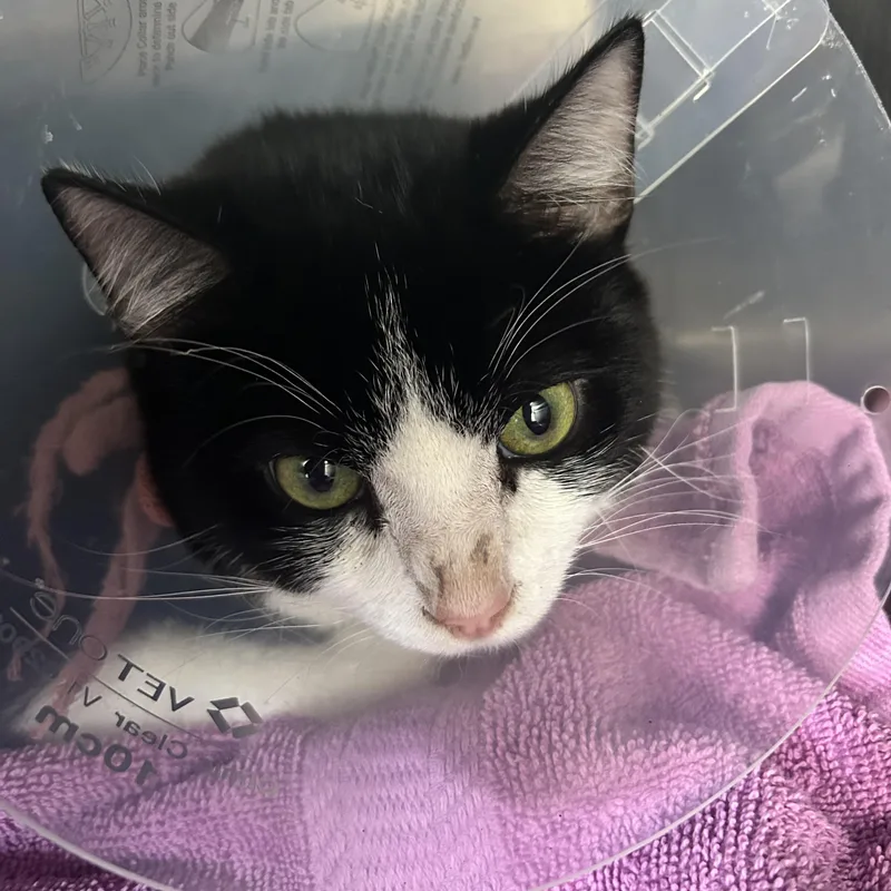 A young medium-sized male Black & White / Tuxedo Domestic Short Hair cat named Domino for adoption in Marina del Rey, CA
