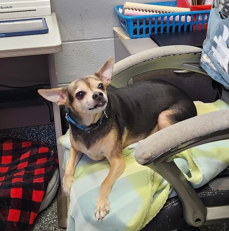 An adult small-sized male Black Chihuahua dog named Bruiser for adoption in Siloam Springs, AR
