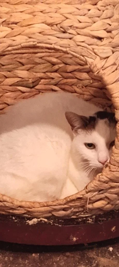 An adult medium-sized female Domestic Short Hair cat named Harmony for adoption in Cromwell, KY