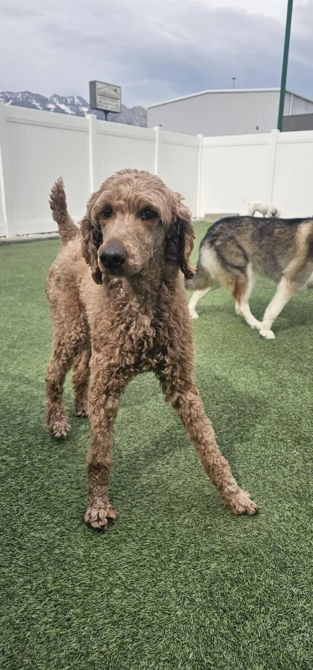 An adult medium-sized female Apricot / Beige Standard Poodle dog named Camilla for adoption in Orem, UT