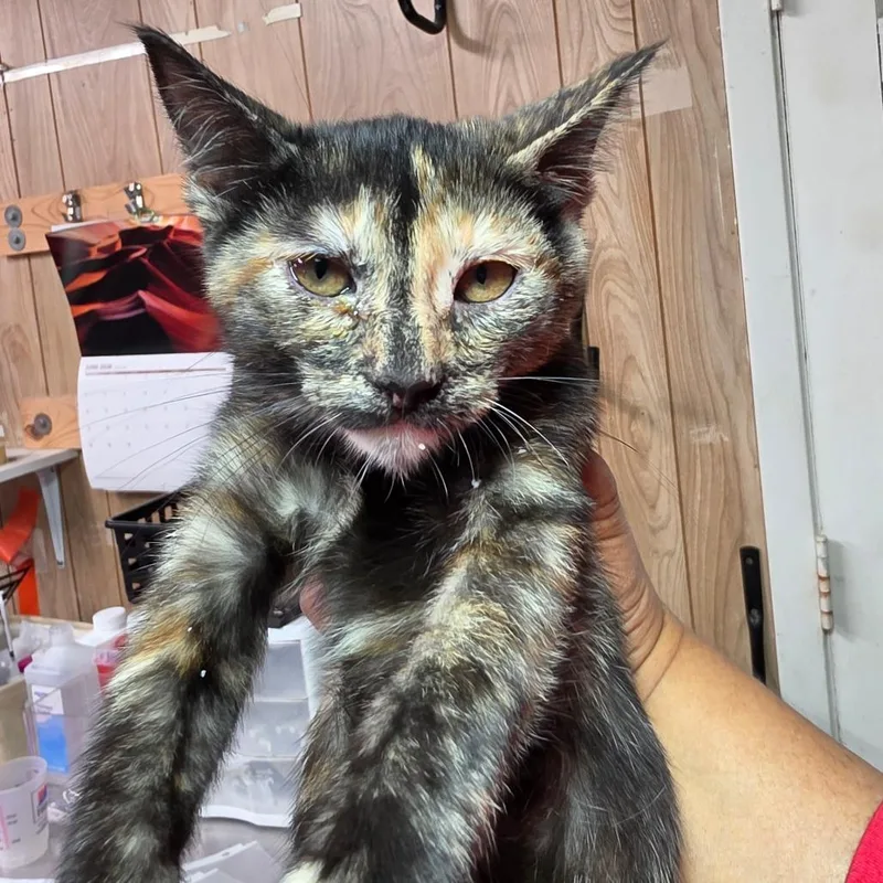 A baby small-sized female Black Domestic Short Hair cat named Tally for adoption in Leander, TX