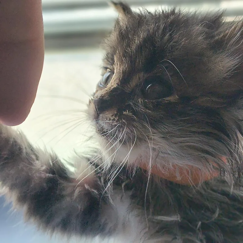 A baby small-sized male Brown / Chocolate Domestic Short Hair cat named Alex Orange Collar for adoption in Othello, WA