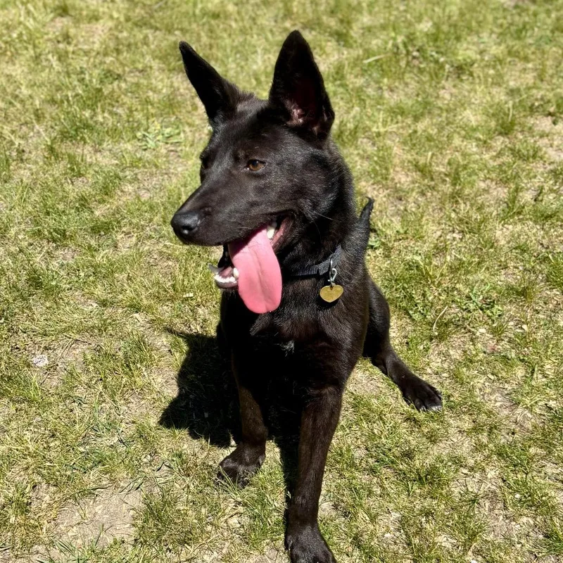 A young medium-sized male Black Shepherd dog named Arnold for adoption in Metamora, MI