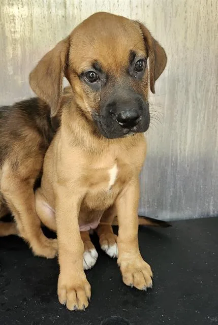 A baby small-sized female Mastiff dog named Queen for adoption in San Antonio, TX