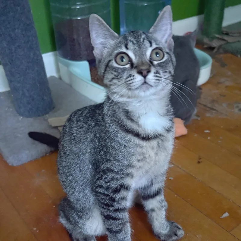 A young small-sized female Domestic Short Hair cat named Dazzler for adoption in Medina, OH