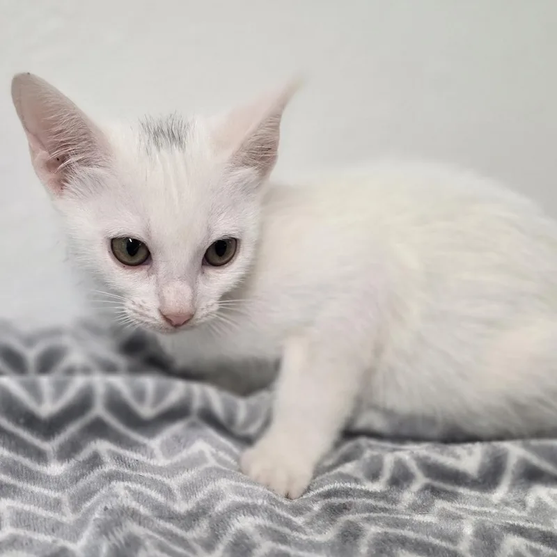 A baby medium-sized female Domestic Short Hair cat named Fritzy for adoption in Wiggins, MS