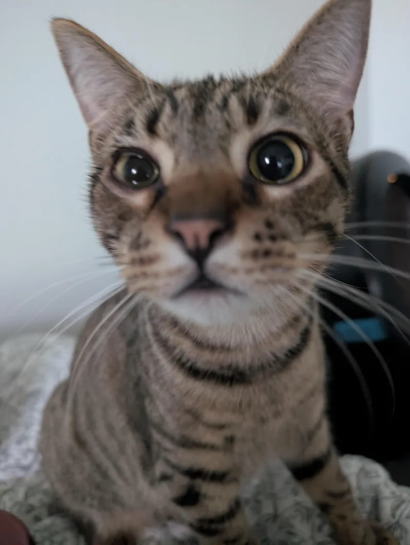 A young medium-sized male Tabby (Brown / Chocolate) Domestic Short Hair cat named Boingo for adoption in Pearland, TX