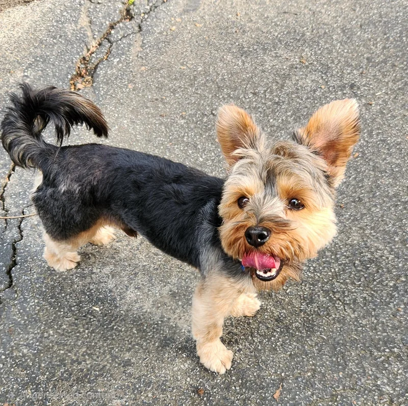 A young small-sized male Yorkshire Terrier dog named Leo for adoption in Pelzer, SC